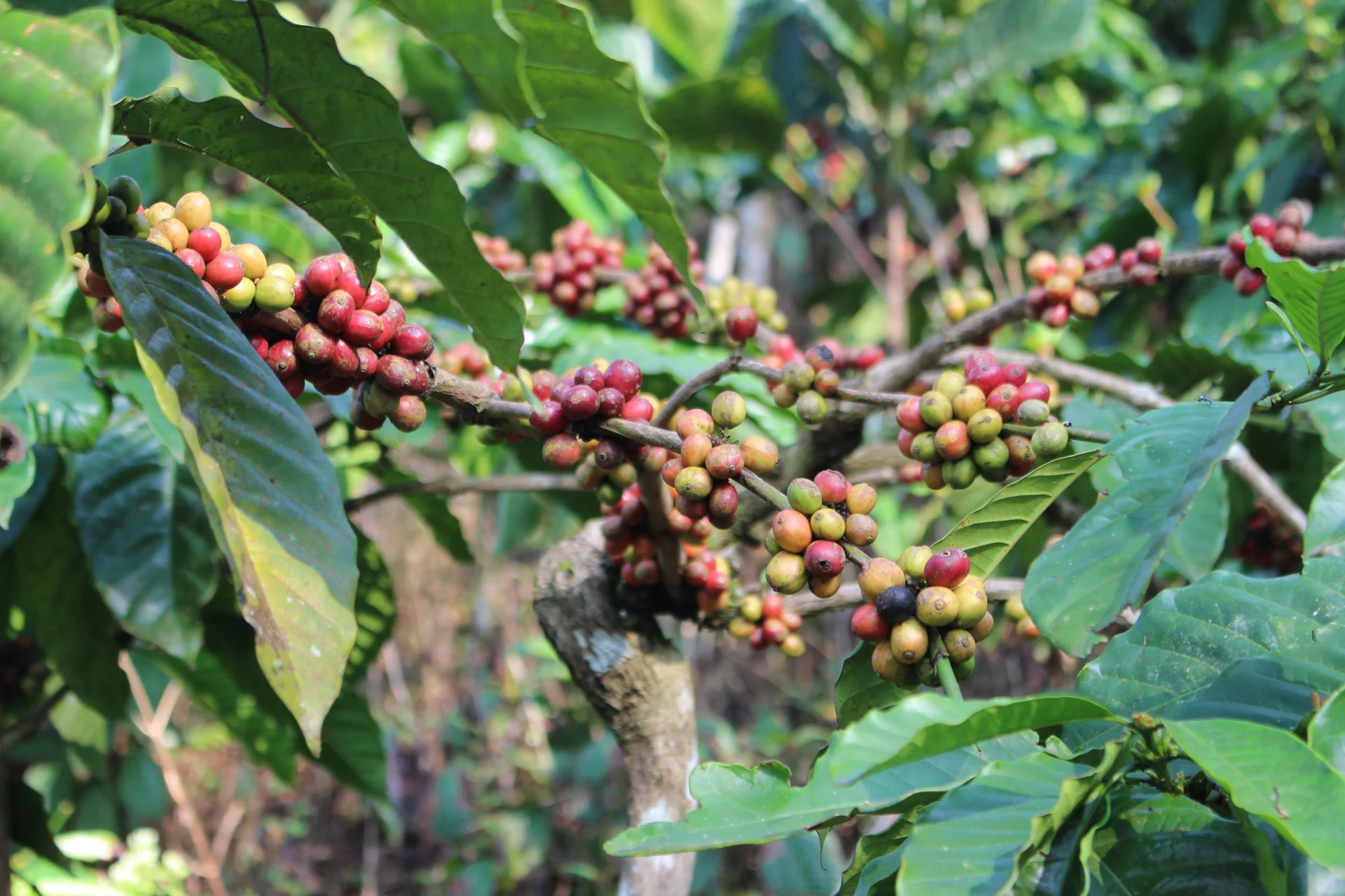 Kopi robusta