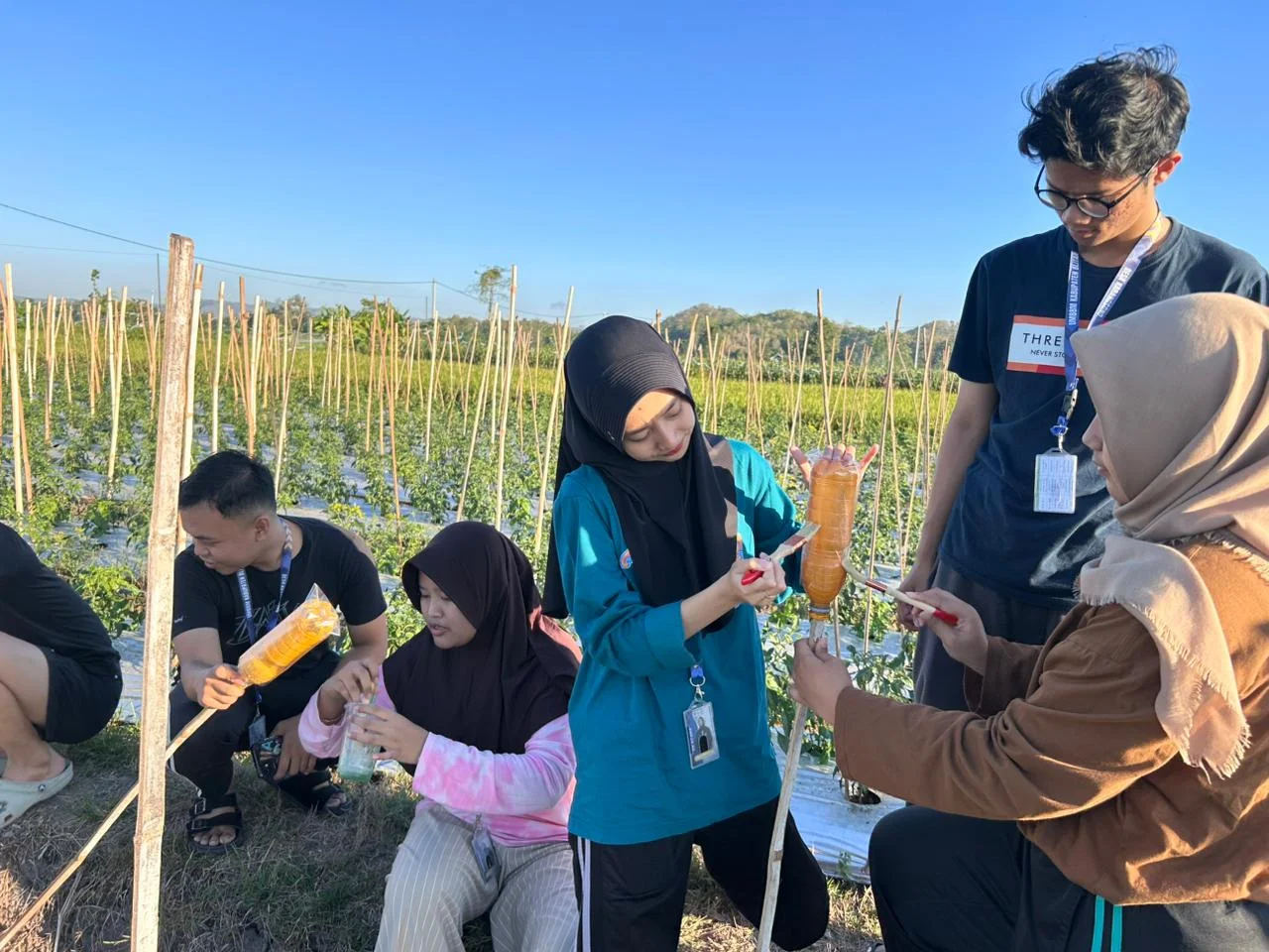Pemasangan yellow trap