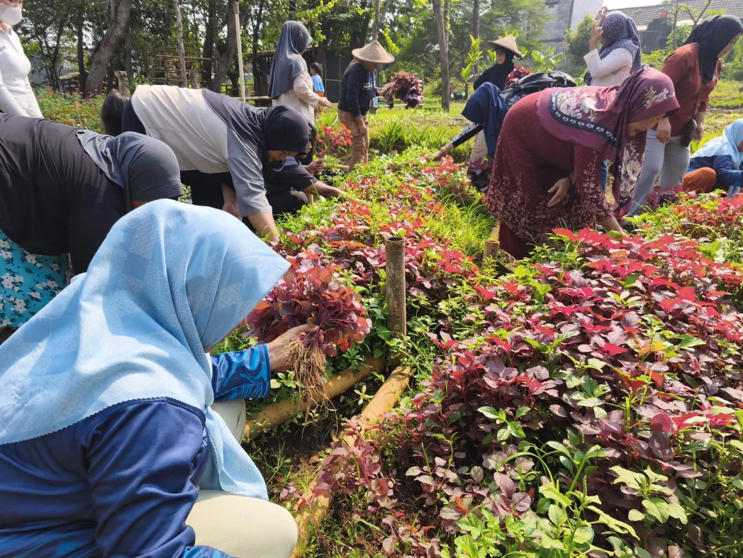 Panen Bayam secara Gotong Royong