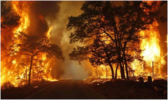 Kebakaran hutan Kalimantan karhutla